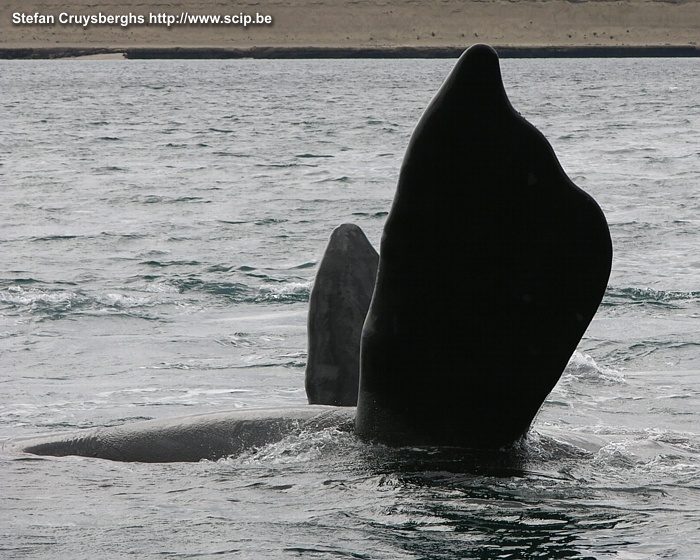 Peninsula Valdes - Whale  Stefan Cruysberghs